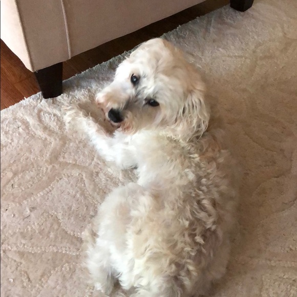 Meet your Posher, Anna - Picture 1 of 1